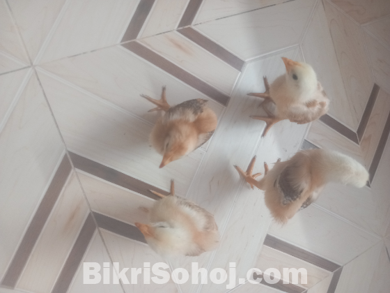 টাইগার মুরুগের বাচ্চা